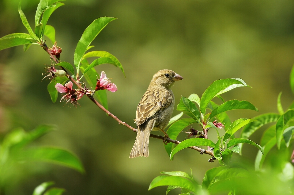 Nature branch bird plant