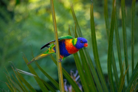 Nature grass branch bird Photo