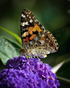 Nature outdoor wing plant Photo