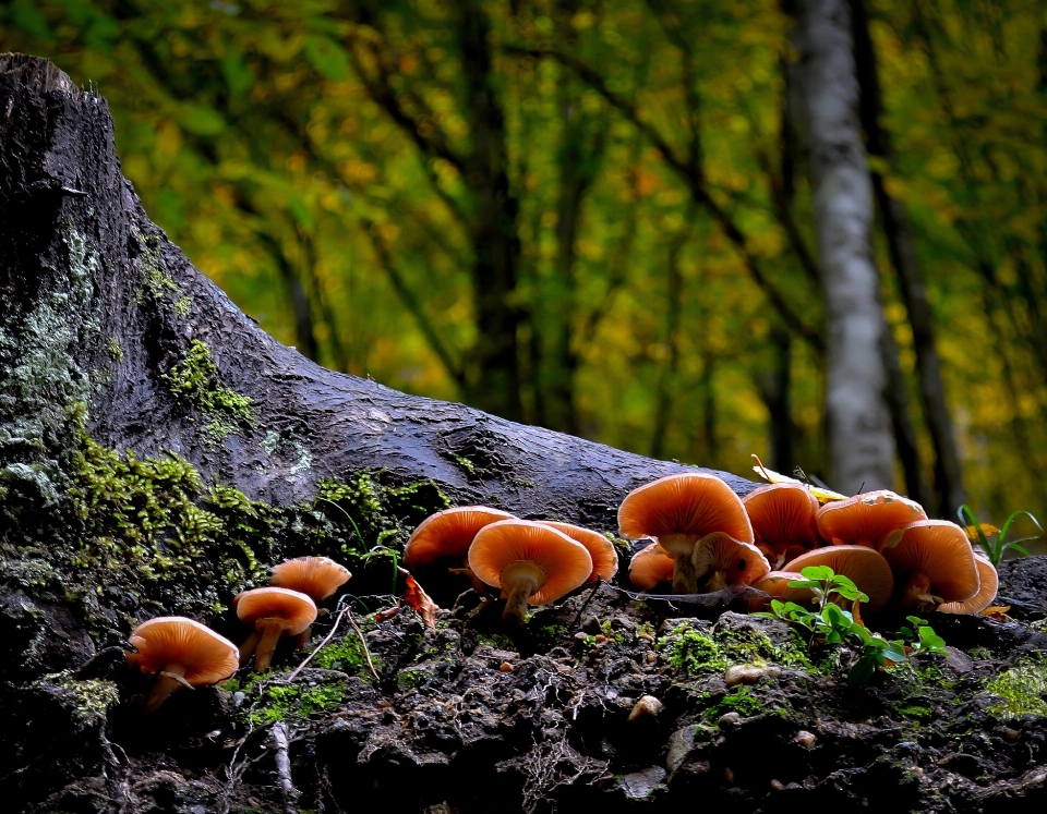 Baum natur wald gras