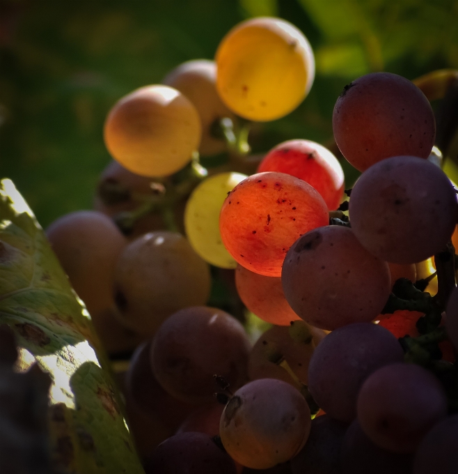 Zweig anlage traube frucht