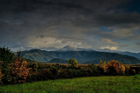 風景 木 自然 森 写真