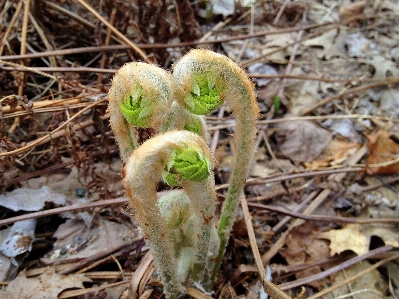 Nature growth ground stem Photo