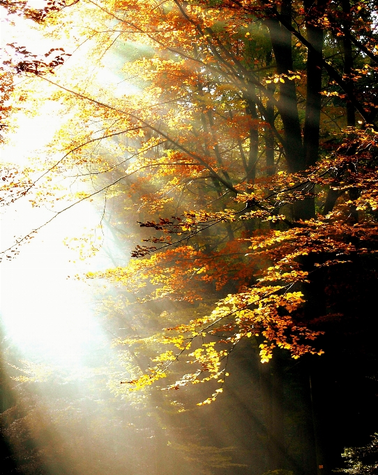 Albero natura foresta ramo