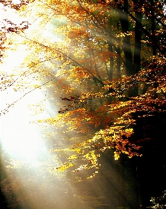 Tree nature forest branch Photo