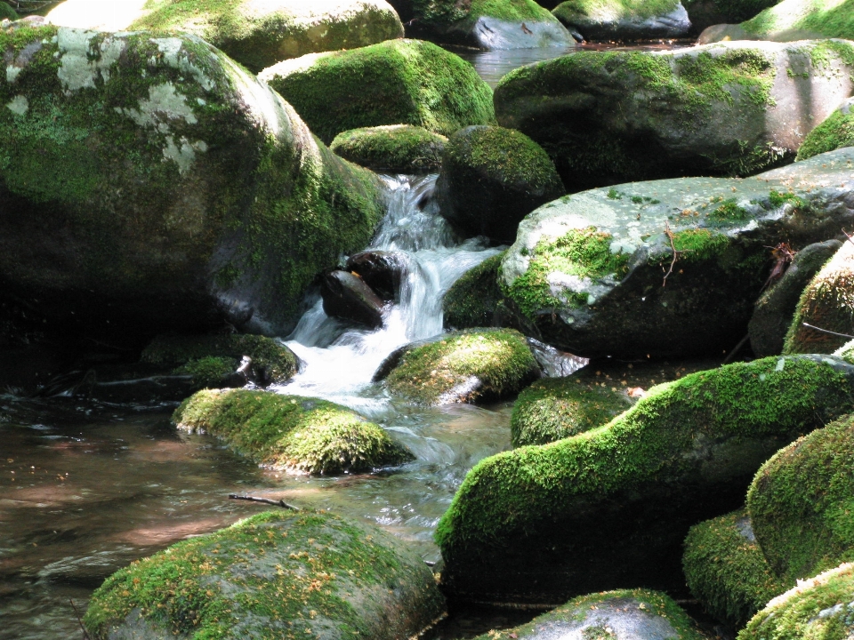 Water nature forest outdoor