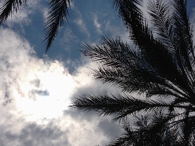 Coast tree branch cloud Photo