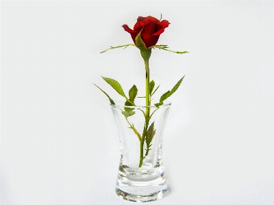 Anlage blume glas vase Foto