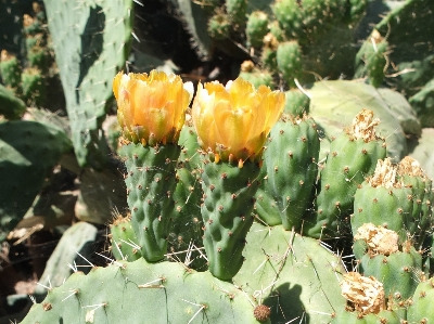 Foto Florescer espinhoso
 cacto
 plantar