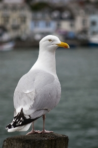 Bird animal seabird seagull Photo