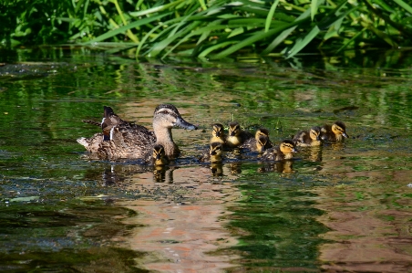 Water swamp bird cute Photo