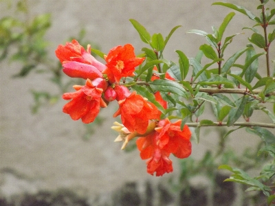 植物 花 赤 ハーブ 写真