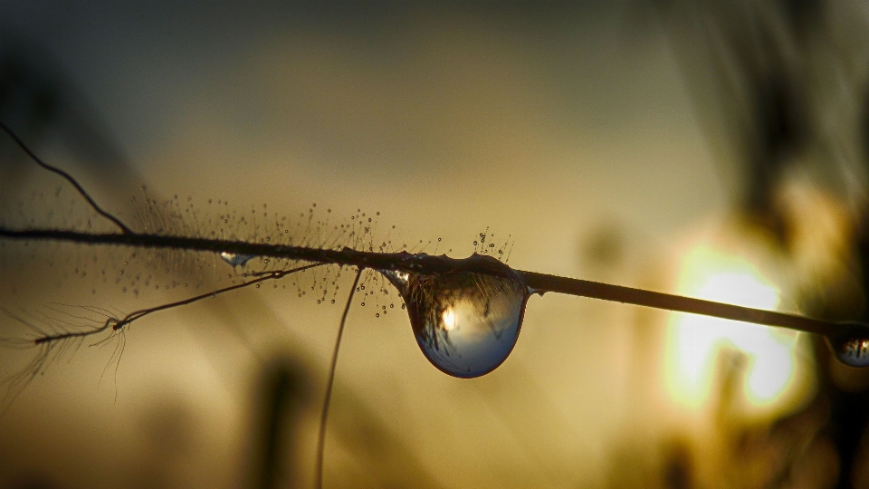 Nature branch droplet drop