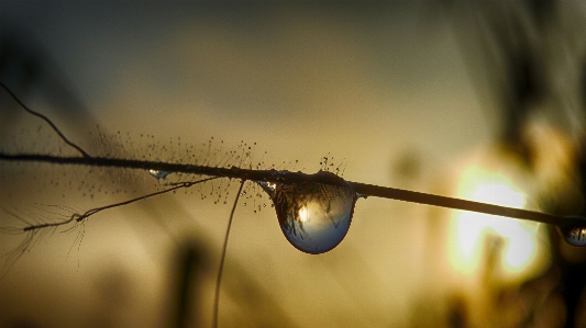 Nature branch droplet drop Photo