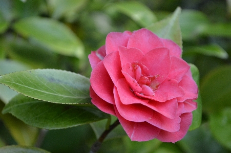 Nature blossom plant flower Photo