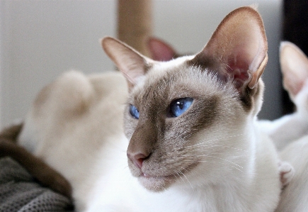 Foto Capelli bianco animale carino