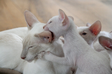 Hair white play animal Photo