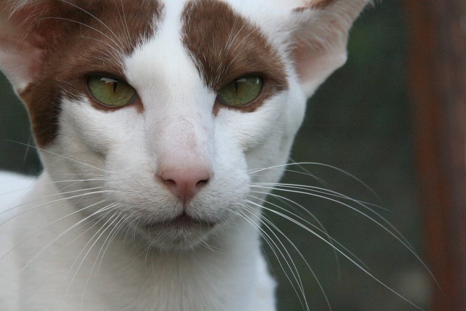 Blanco lindo mascota pelo