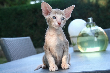 Foto Capelli dolce animale carino