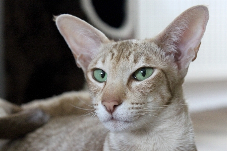 Cute pet fur portrait Photo