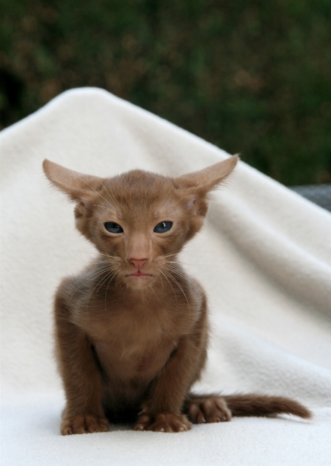 Rambut satwa imut-imut peliharaan