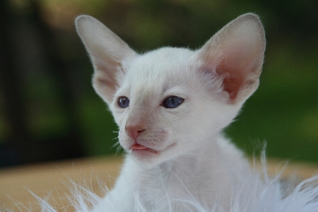 Hair white animal cute Photo