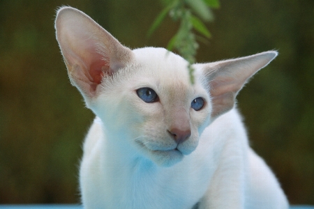 髪 白 動物 かわいい 写真