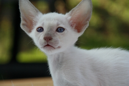 Foto Capelli bianco animale carino