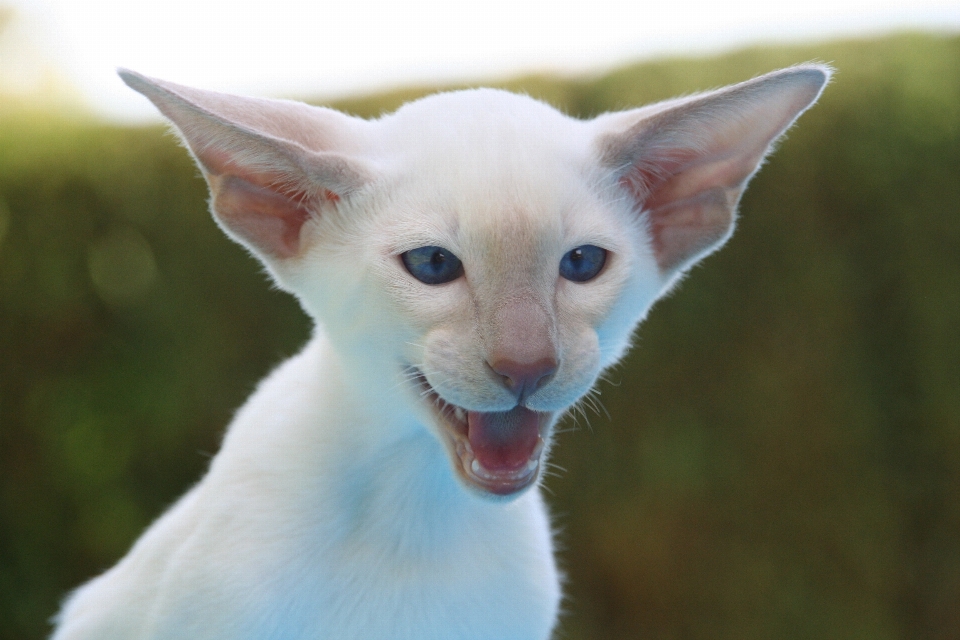 Capelli bianco animale carino