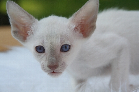 Foto Capelli bianco animale carino