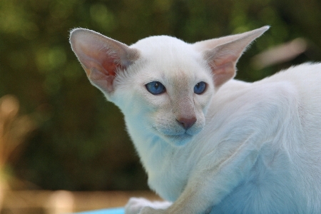 Foto Capelli bianco animale carino