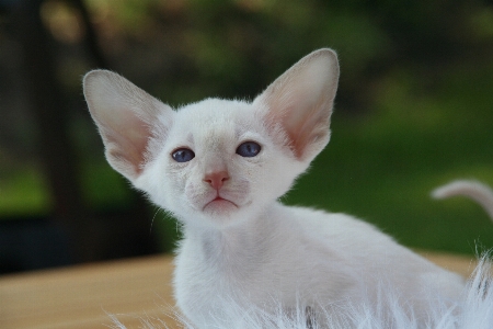 Foto Capelli bianco animale carino