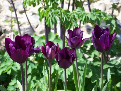 Nature blossom plant stem Photo