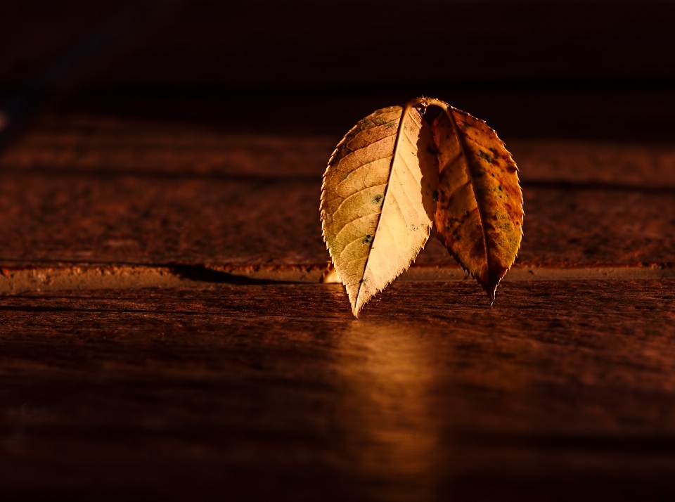 Tree light abstract plant