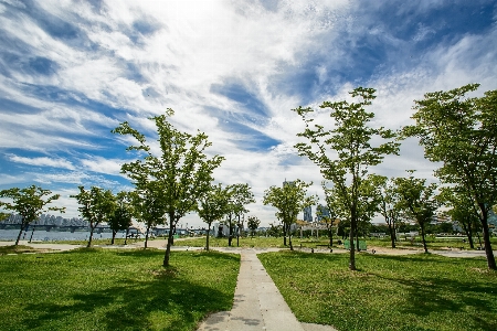 Landscape tree grass cloud Photo