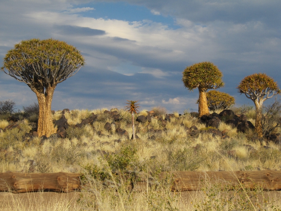 Paysage arbre nature herbe