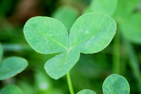 Nature plant leaf flower Photo