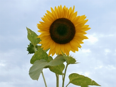 Anlage feld blume blütenblatt Foto