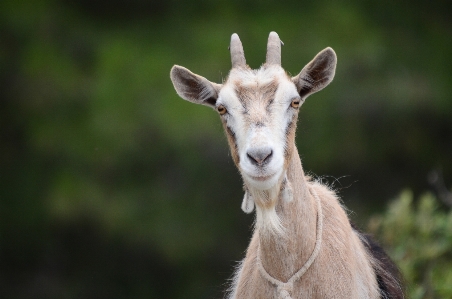 Foto Satwa margasatwa kambing klakson