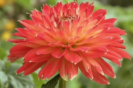 Blossom plant flower petal Photo