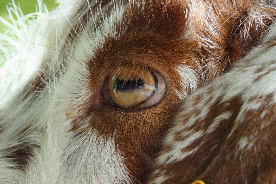 Animal animais selvagens cabra pelagem