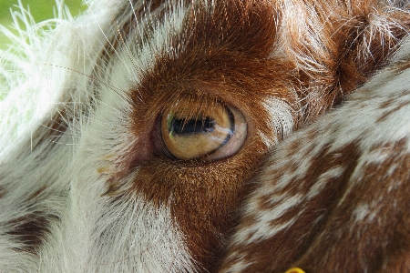 動物 野生動物 ヤギ 毛皮 写真