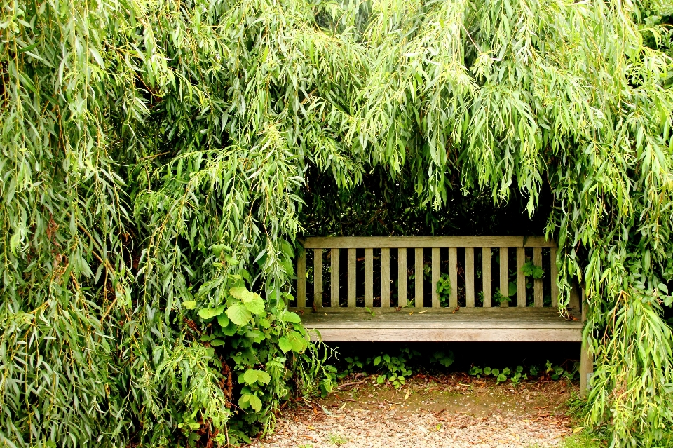 Tree grass plant lawn