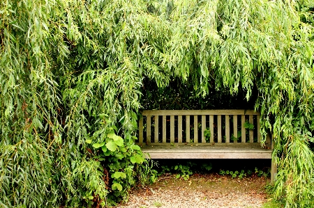 Tree grass plant lawn Photo