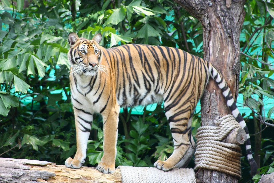 árbol naturaleza soga fauna silvestre