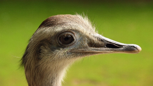 Photo Oiseau animal faune portrait