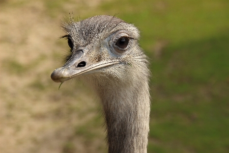 鳥 動物 野生動物 花束 写真