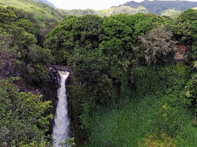 Foto Pohon alam hutan luar ruangan