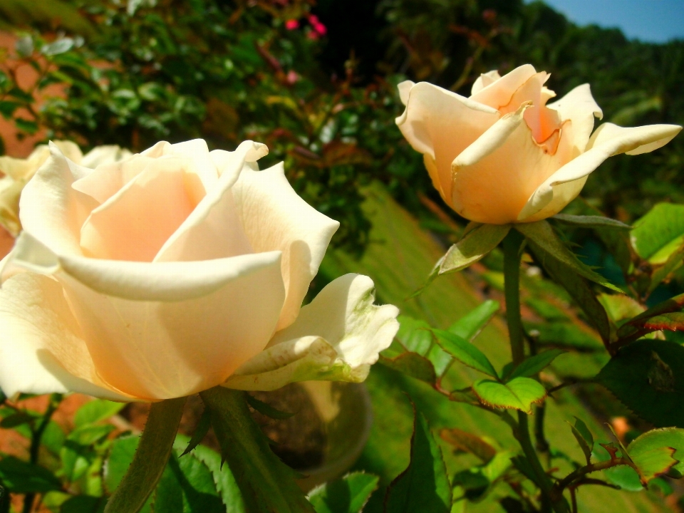 Nature blossom plant bunch