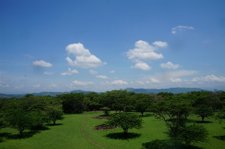 Landscape tree nature forest Photo